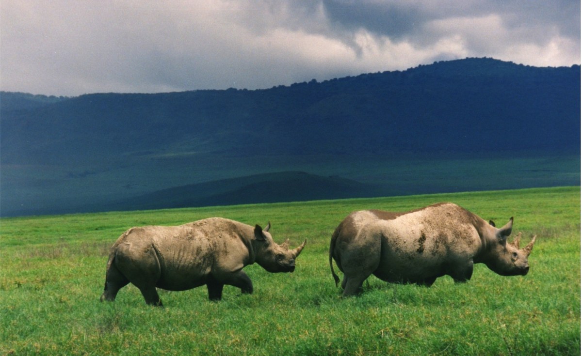 Black Rhino Sighting